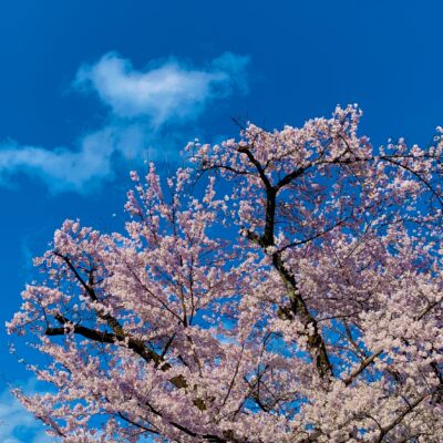 ３０代地方でゆるく豊かに暮らす日々🌸